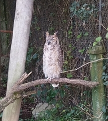 Bubo virginianus nacurutu