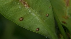 Psylla buxi