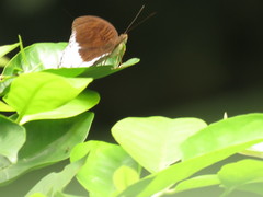Tanaecia iapis puseda