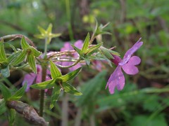 Primula sieboldii