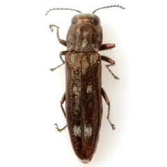 Agrilus pseudofallax