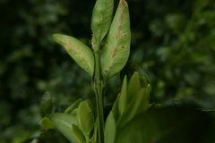 Psylla buxi