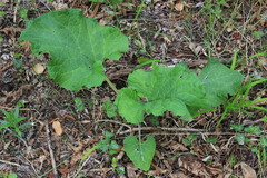 Arctium nemorosum