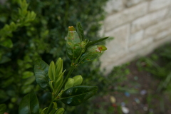 Psylla buxi