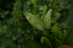 Psylla buxi