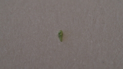 Cryptantha microstachys