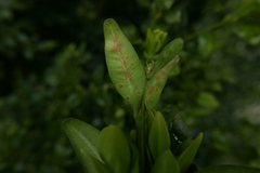 Psylla buxi
