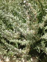 Salvia dominica