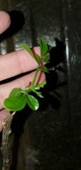 Spondias purpurea