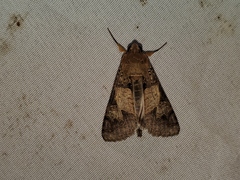 Melipotis agrotoides