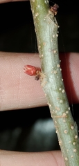 Spondias purpurea