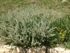 Salvia dominica