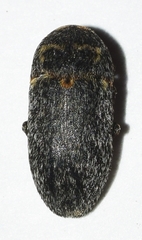Dermestes sardous