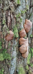 Phellinus lundellii