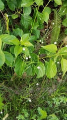 Angiospermae