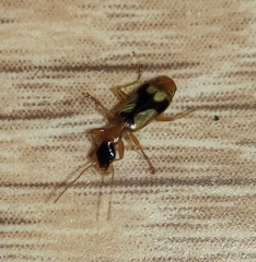 Demetrias imperialis