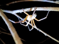 Curicaberis culiacan