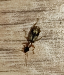 Demetrias imperialis