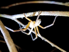 Curicaberis culiacan