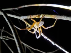 Curicaberis culiacan