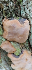 Phellinus lundellii