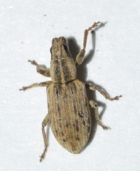 Sitona discoideus