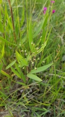 Angiospermae