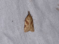 Sparganothis senecionana