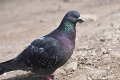 Columba livia