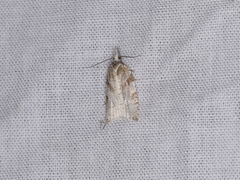 Sparganothis senecionana