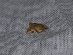 Sparganothis senecionana