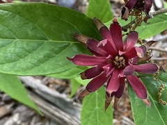 Calycanthus