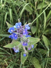 Pentaglottis sempervirens