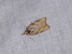 Sparganothis senecionana