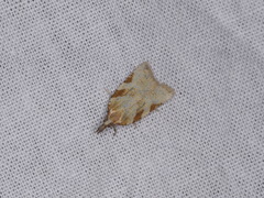 Sparganothis senecionana