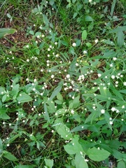 Pfaffia glomerata
