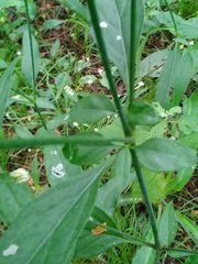 Pfaffia glomerata