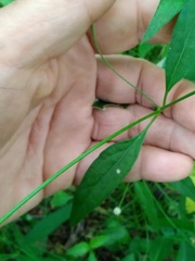 Pfaffia glomerata