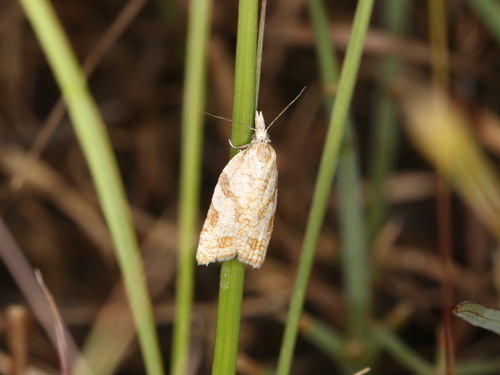 Tortricine Ragwort Moth photo 4