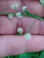 Pfaffia glomerata