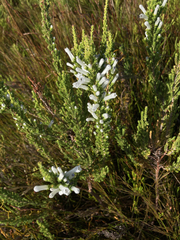 Erica perspicua