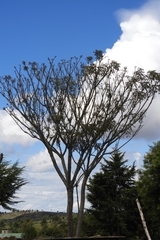 Polyscias kikuyuensis