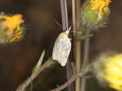 Sparganothis senecionana