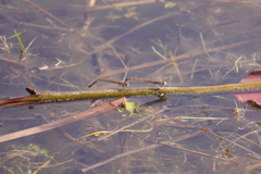 Sympecma fusca