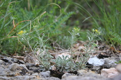 Alyssum trichostachyum