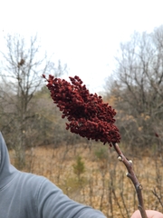 Rhus glabra