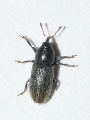 Mecinus pyraster