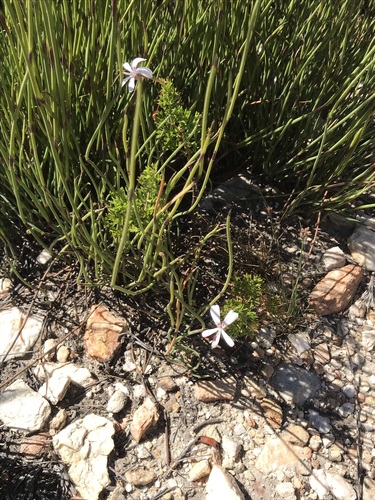 Image of Pelargonium fruticosum by (c) Ren Hoekstra, some rights reserved (CC BY)