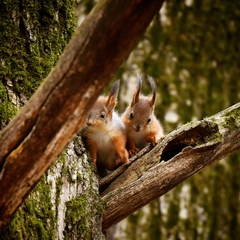 Sciurus vulgaris