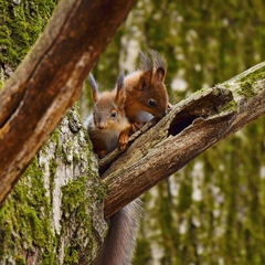 Sciurus vulgaris